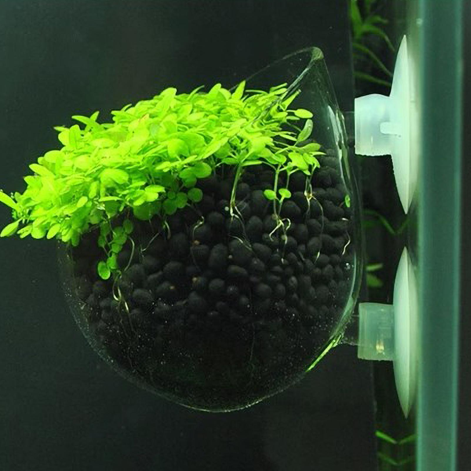 Aquarium Fish Enrichment - 수족관 식물 홀더 유리 수생 식물