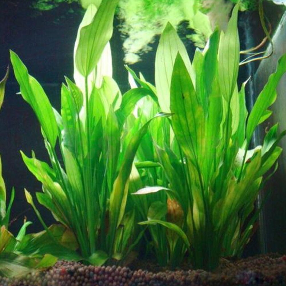 Aquarium Fish Enrichment - 인공 수족관 장식 식물, 물 잡초