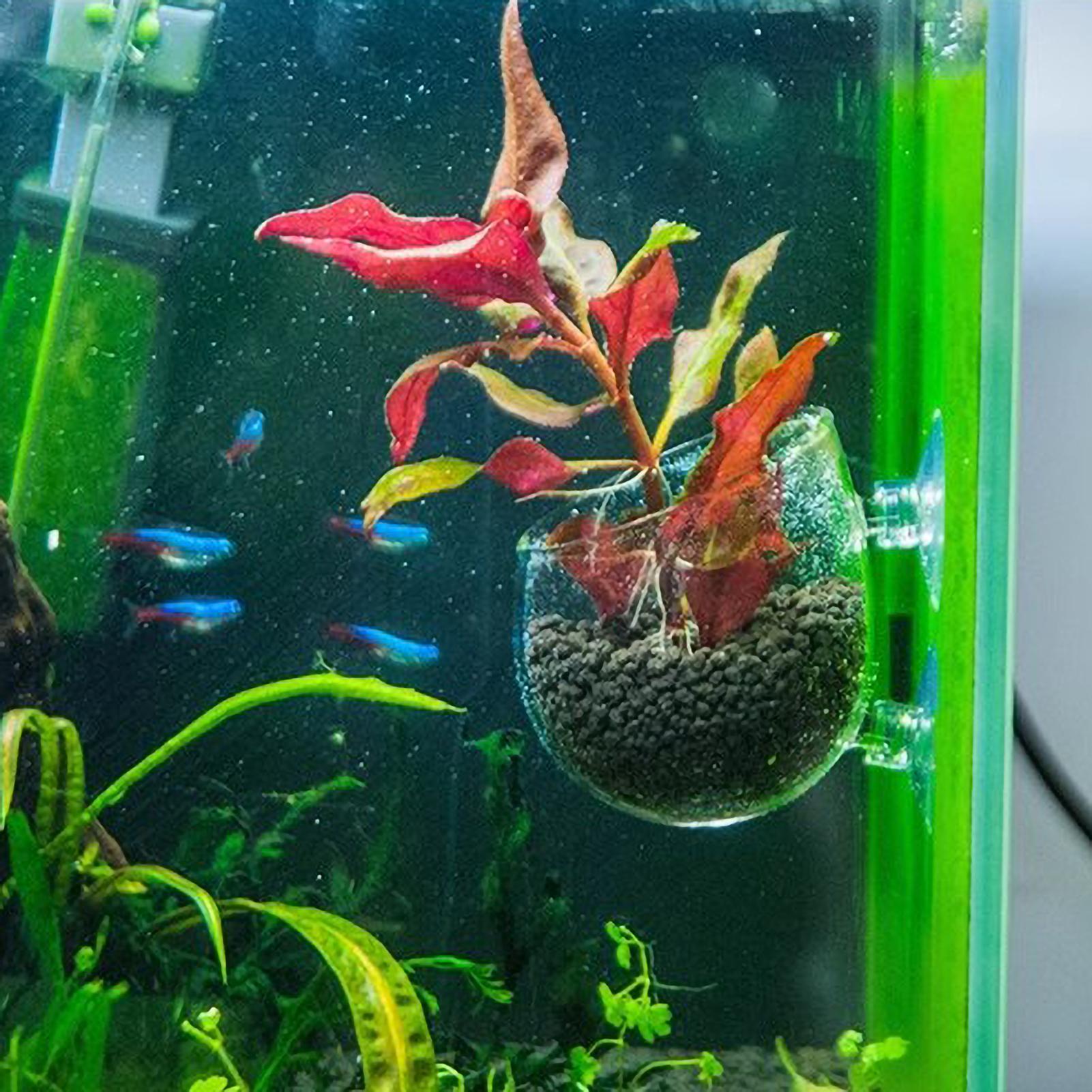 수족관 식물 홀더 유리 수생 식물 화분 흡착판 포함 생 - Aquarium Fish Enrichment 리뷰 및 가격