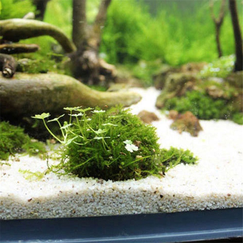 새로운 플라스틱 서스펜션 모스 돔 반원형 화이트 마리모 - Aquarium Fish Ball 리뷰 및 가격